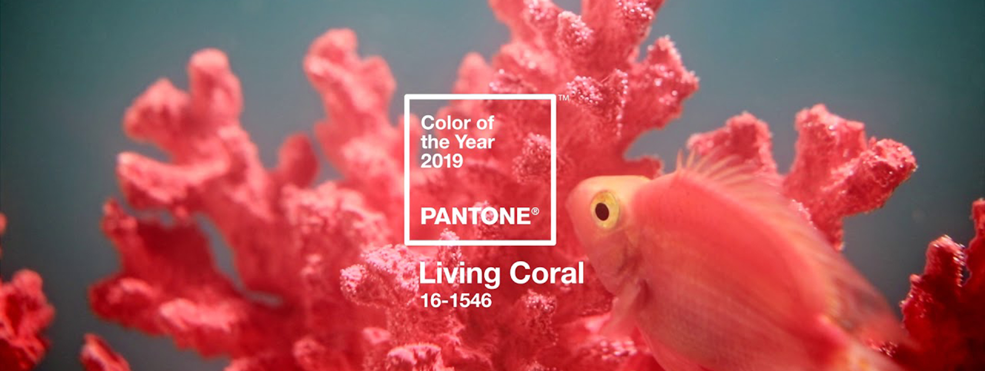 hero living coral